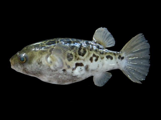 ปลาปักเป้าเขียวจุด
Tetraodon nigroviridis  Marion de Procé, 1822 Spotted green pufferfish 
ขนาด 15