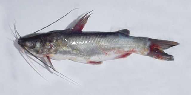 ปลาอีกง
Mystus gulio  (Hamilton, 1822) Long whiskers catfish 
ขนาด 40cm
พบทั่วไปในแม่น้ำบางปะกง