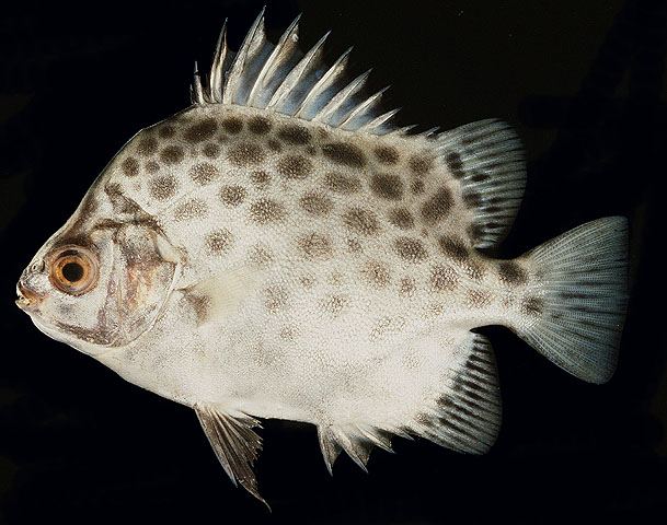 ปลาตะกรับเสือดาว
Scatophagus argus  (Linnaeus, 1766) Spotted scat 
ขนาด 30cm
พบบริเวณปากแม่น้ำบาง