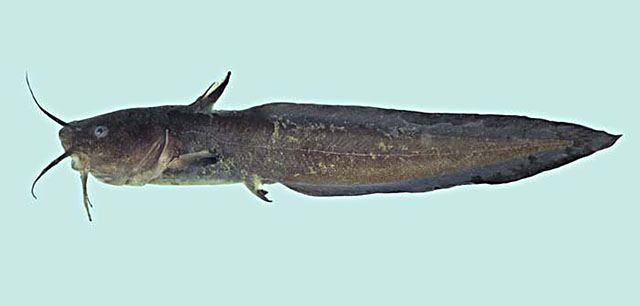 ปลาดุกเล มิหรัง
Plotosus canius  Hamilton, 1822 Gray eel-catfish 
ขนาด 150cm 
