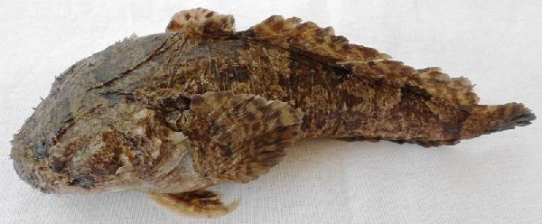ปลาอุก
Allenbatrachus grunniens  (Linnaeus, 1758) 
 Grunting toadfish 
ขนาด 30cm 