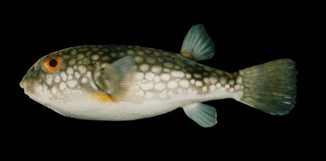 ปลาปักเป้าจุดขาว
Chelonodon patoca  (Hamilton, 1822)	
 Milkspotted puffer 
ขนาด 25cm