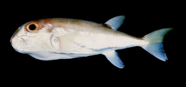 ปลาปักเป้าหลังเขียว
Lagocephalus lunaris  (Bloch & Schneider, 1801)	
 Lunartail puffer 
ขนาด 45cm
