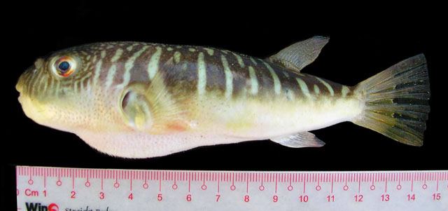 ปลาปักเป้าลายพาด
Takifugu oblongus  (Bloch, 1786)	
 Lattice blaasop 
ขนาด 40cm