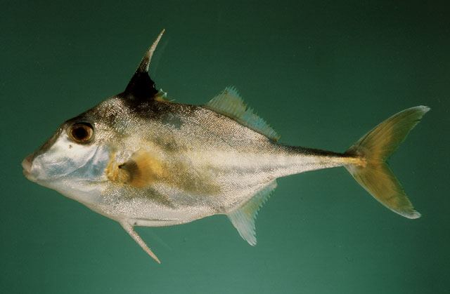 ปลาวัวจมูกสั้น
Triacanthus biaculeatus  (Bloch, 1786)	
 Short-nosed tripodfish 
ขนาด 25cm