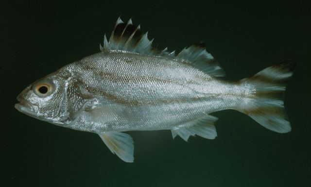 ปลาข้างลาย ซีโรง
Terapon jarbua  (Forsskål, 1775)	
 Jarbua terapon 
ขนาด 30cm
