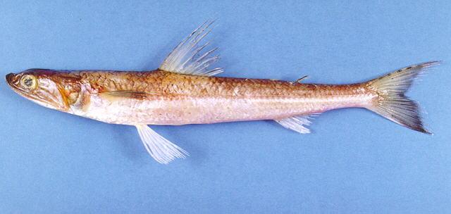 ปลาปากคม ปลาเหลน
Saurida undosquamis  (Richardson, 1848)	
 Brushtooth lizardfish 
ขนาด 50cm