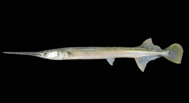 ปลาโทง
ปลากะทุงเหวหูจุด
Strongylura strongylura  (van Hasselt, 1823) 
 Spottail needlefish 
ขนาด