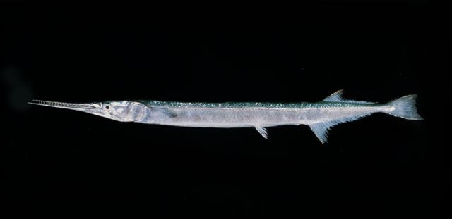 ปลากะทุงเหวหูดำ ปลาโทง
Strongylura leiura  (Bleeker, 1850) 
 Banded needlefish 
ขนาด 70cm