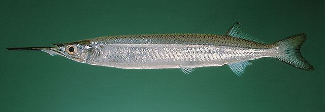 ปลาตับเต่าปากแดง
Hyporhamphus limbatus  (Valenciennes, 1847) 
 Congaturi halfbeak 
ขนาด 30cm 