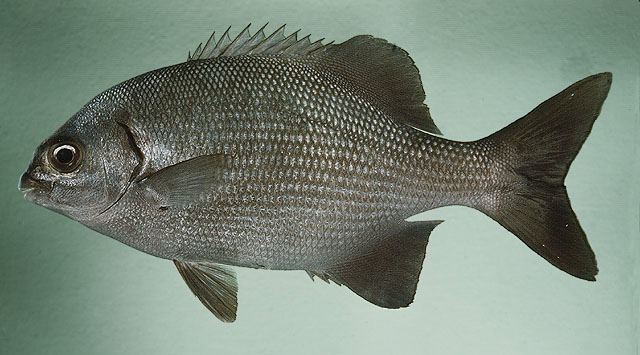 ปลากะพงสลิดลายน้ำเงิน
Kyphosus cinerascens  (Forsskål, 1775)  
 Blue sea chub  
ขนาด 50cm