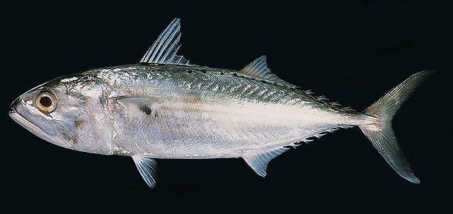ปลาทูลัง
Rastrelliger kanagurta  (Cuvier, 1816)  
 Indian mackerel  
ขนาด 35cm