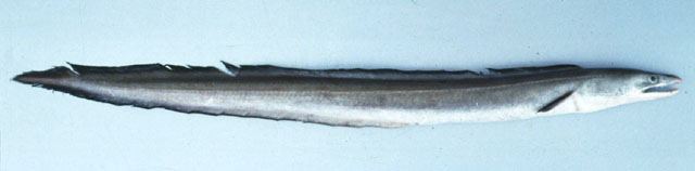 ปลายอดจากหูยาว
Muraenesox cinereus  (Forsskål, 1775)  
 Daggertooth pike conger  
ขนาด 200c