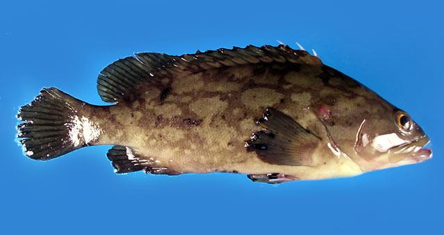 ปลาเก๋าตุ๊กแก
Epinephelus erythrurus  (Valenciennes, 1828)  
 Cloudy gro