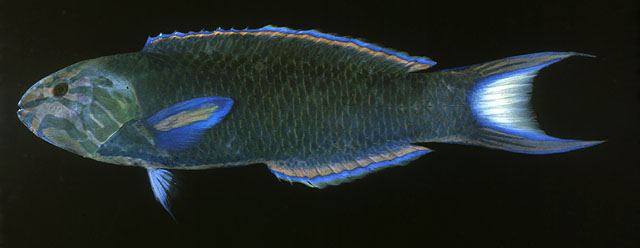 ปลาเขียวพระอินทรื
Thalassoma lunare  (Linnaeus, 1758)  
 Moon wr