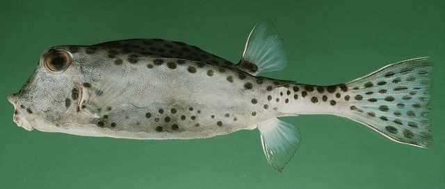 ปลากล่องนอเล็ก
Ostracion nasus  Bloch, 1785  
 Shortnose boxfish  
