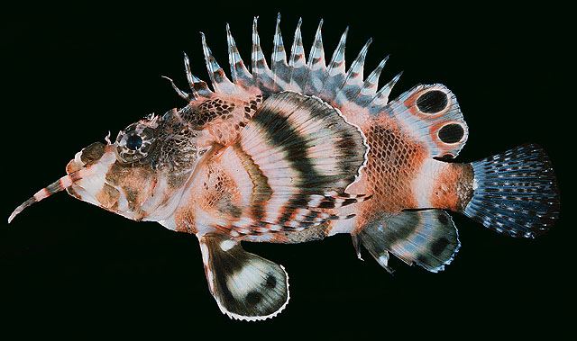 ปลาสิงโตแคระครีบจุด
Dendrochirus biocellatus  (Fowler, 1938) Twospot turkeyfish 
ขนาด 12cm
พบหากิ