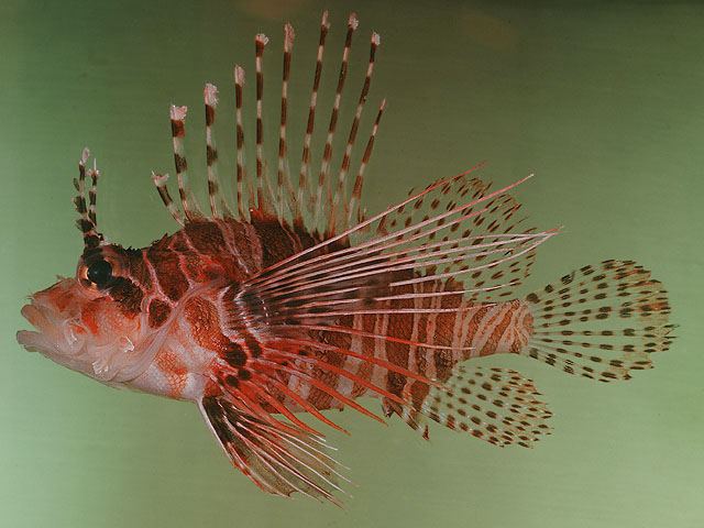 ปลาสิงโตครีบจุด
Pterois antennata  (Bloch, 1787) Broadbarred firefish
ขนาด 20cm
พบตามแนวปะการัง แ