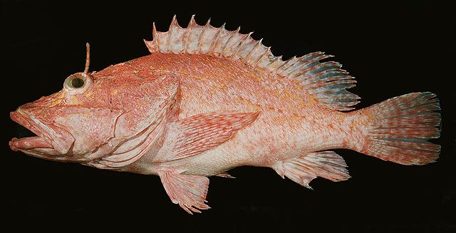 ปลาแมงป่องน้ำลึก
Pontinus macrocephalus  (Sauvage, 1882) Large-headed scorpionfish 
ขนาด 20cm
พบต