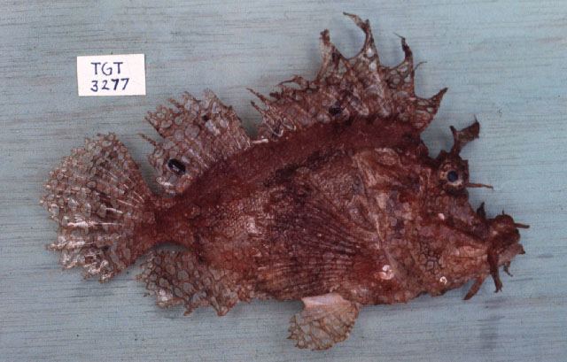 ปลามังกรสาหร่าย
Rhinopias frondosa  (Günther, 1892) Weedy scorpionfish 
ขนาด 20cm
พบตามแนวปะการัง