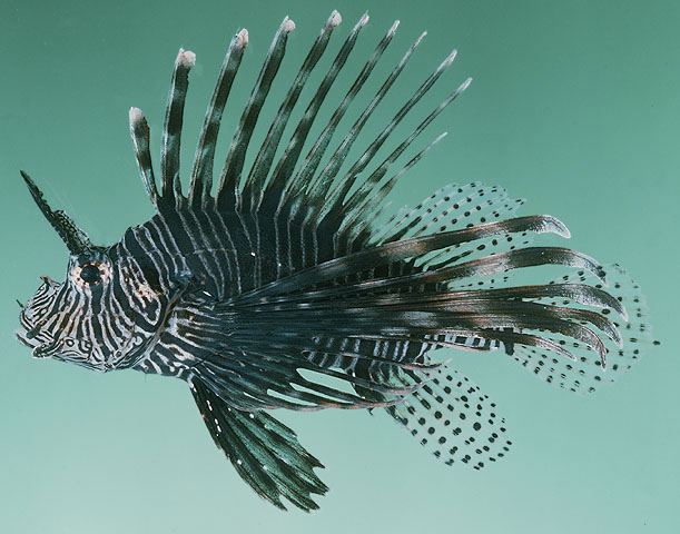 ปลาสิงโต
Pterois miles  (Bennett, 1828) Devil firefish
ขนาด 35cm
พบตามแนวปะการังที่สมบูรณืทางฝั่ง