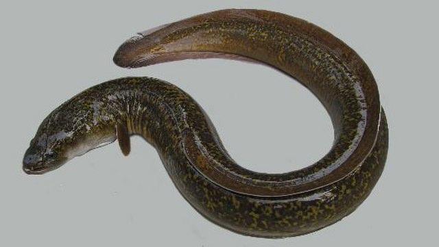 ปลสะแงะ ไหลหูขาว
Anguilla bengalensis  (Gray, 1831)	
 Indian mottled eel 
ขนาด 150cm
พบแพร่กระจา