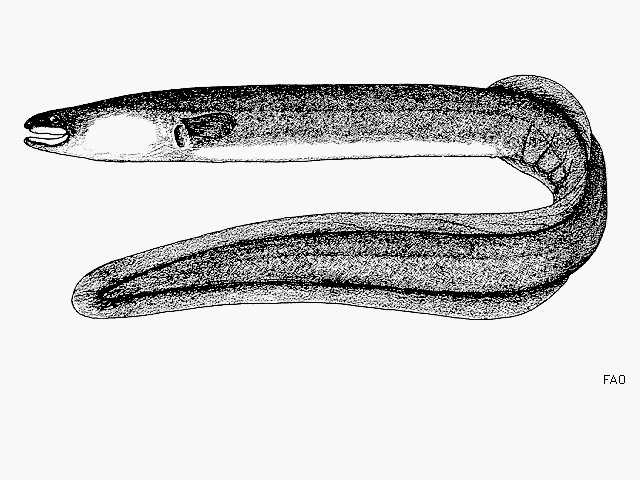 ปลาตูหนา ไหลหูดำ
Anguilla bicolor bicolor  McClelland, 1844	
 Indonesian shortfin eel 
ขนาด 120cm