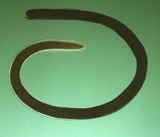 ปลาไหลสวนจุดดำ
Heteroconger hassi  (Klausewitz & Eibl-Eibesfeldt, 1959)	
 Spotted garden-eel 
ขนา
