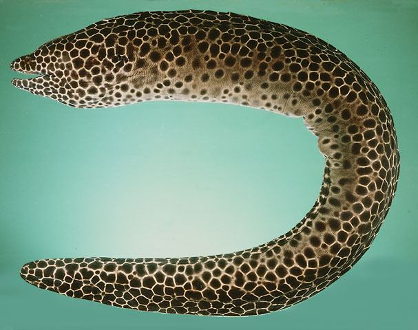 ปลาไหลมอเรย์จุดดำ
Gymnothorax favagineus  Bloch &  Schneider,  1801	
 Laced moray 
ขนาด 250cm