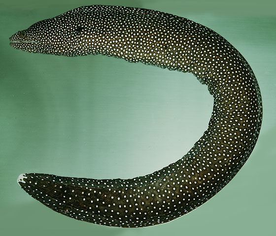 ปลาไหลมอเรย์ปากขาว
Gymnothorax meleagris  (Shaw, 1795)	
 Turkey moray ขนาด 120cm