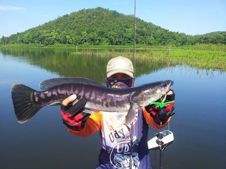 ชะโดลำพูนวันนี้คับ