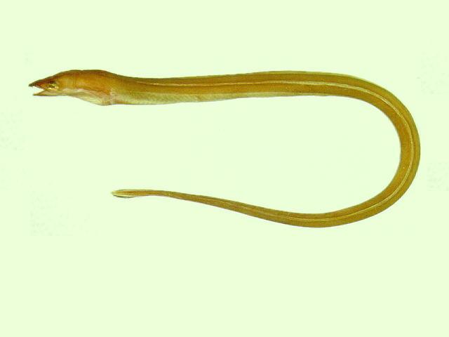 ปลาไหลงู
Pisodonophis boro  (Hamilton, 1822)	
 Rice-paddy eel 
ขนาด 100cm
พบบริเวณชายฝั่งทะเล แล