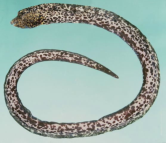 ปลาไหลลาย
Callechelys marmorata  (Bleeker, 1854)	
 Marbled snake eel 
ขนาด 80cm
พบอาศัยอยู่ตามพื