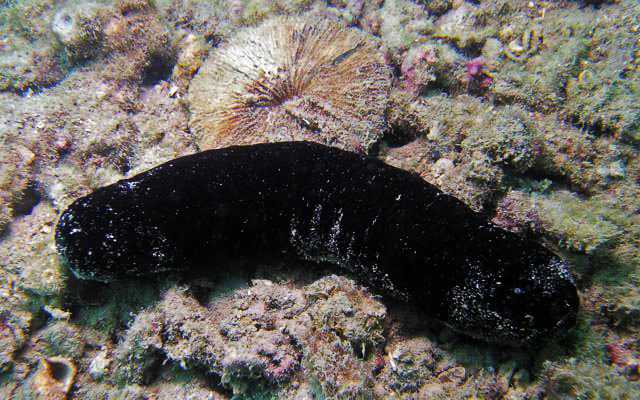สายพันธุ์นี้ไม่นิยม รับประทาน
จัดอยู่ในตระกูล ปลิงทะเล (อังกฤษ: sea cucumber) เป็นสัตว์ทะเลที่ไร้กร