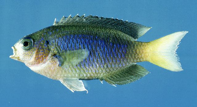 ปลาสลิดหินนีออน
Pomacentrus coelestis  Jordan &  Starks,  1901	
 Neon damselfish 
ขนาด 8cm