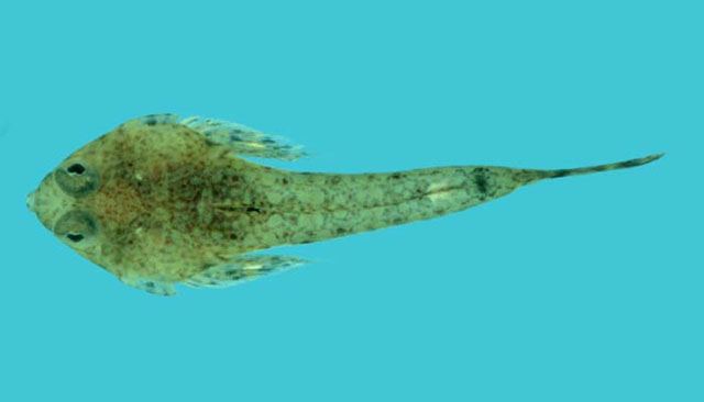 ปลามังกรน้อย
Callionymus schaapii  Bleeker,  1852	
 Short-snout sand-dragonet 
ขนาด 7cm