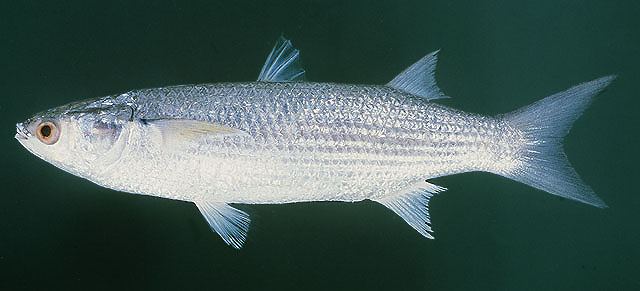 ปลากระบอกฟ้า
Moolgarda seheli  (Forsskål, 1775)	
 Bluespot mullet 
ขนาด 60cm