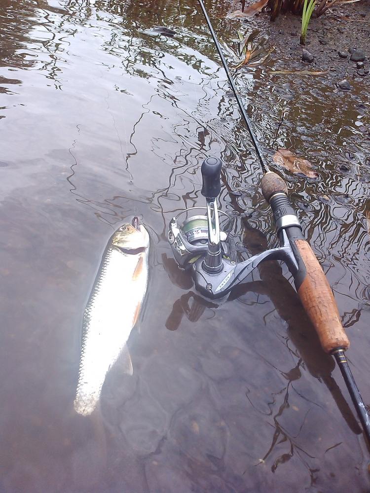 คู่กับอุปกรณ์ วันนี้ครับ 
 คัน GALAXY KAWA GX-S602GL
รอก shimano seinna 500
สาย yo-zuri hd 2 lb n