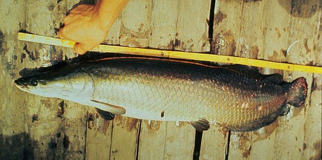 ปลาอะราไพม่า ปลาพิราคู ปลาช่อนอเมซอน
Arapaima gigas  (Schinz, 1822)	
 Arapaima
ขนาด 450cm หนัก 20