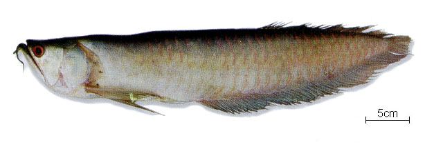 ปลาตะพัดสีเงิน
Osteoglossum bicirrhosum  (Cuvier, 1829)	
 Arawana 
ขนาด 100cm
พบในลุ่มน้ำอะเมซอน