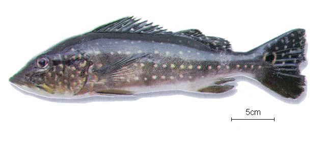 ปลาหมอเทเมนิส พีค๊อกแบส
Cichla temensis  Humboldt, 1821	
 Speckled pavon 
ขนาด 100cm