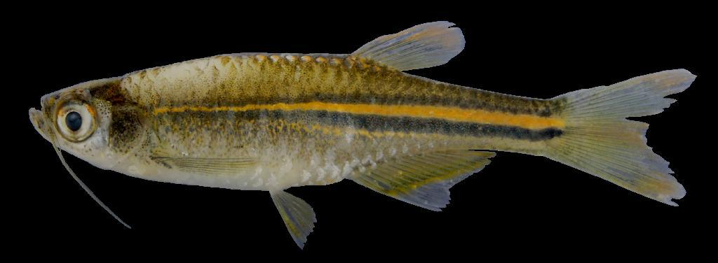 ปลาซิวใบไผ่
Danio albolineatus 
ขนาด 5cm