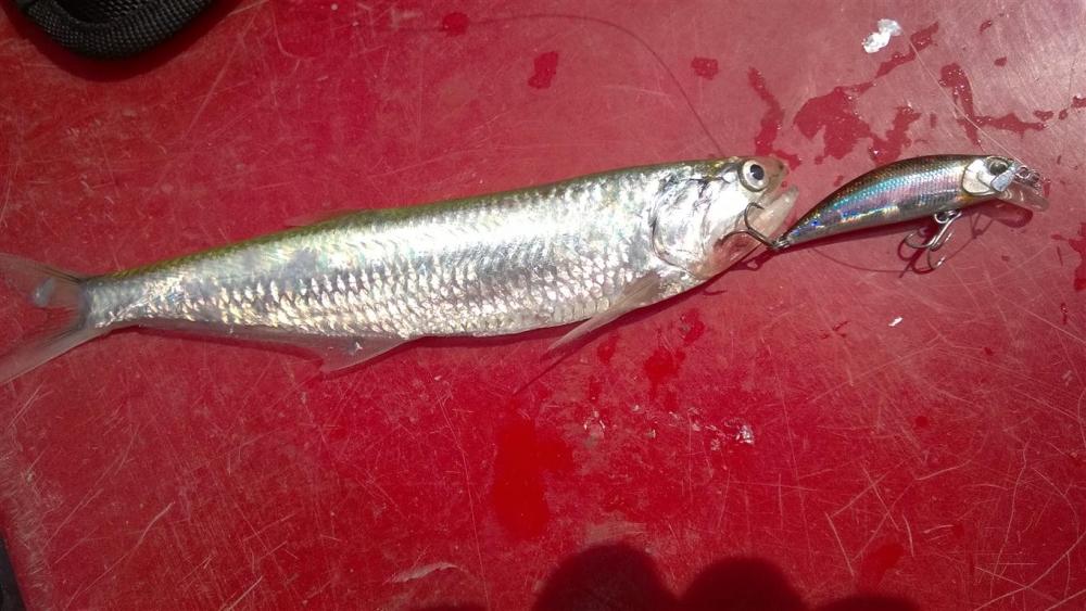 ตีมั่ว ๆ สั่ว ๆ ได้ปลาแปลกมาอีก 1 สายพันธู์แล้วครับ  

"ปลาแมวเขี้ยวยาว" กัด DUO SpearHead Ryuki