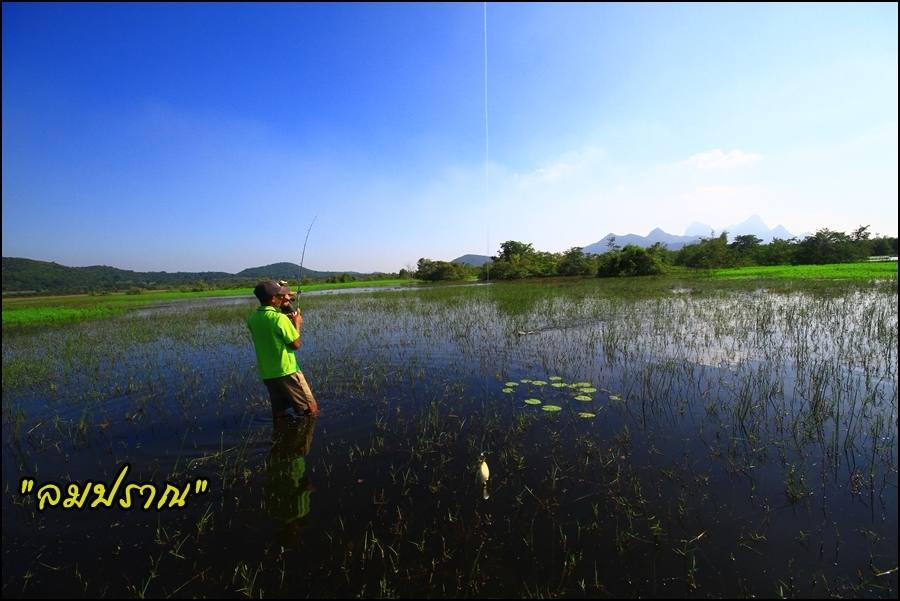 โดนกัดกันไปคนละหลายหนุบ  หลุดบ้างได้บ้างตามประสา