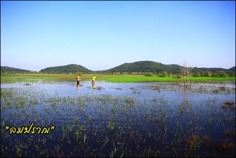 แต่ปลาดันพันกอหญ้า และดิ้นหลุดไป   บ่นเสียดาย