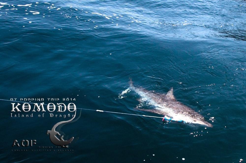 


ฉลาม = ดัชนีชี้วัดระบบนิเวศน์ของท้องทะเล

ใครเคยไปตกปลาที่พม่าคงพอรู้  ปลาอะไรมากมายเราเก็บข