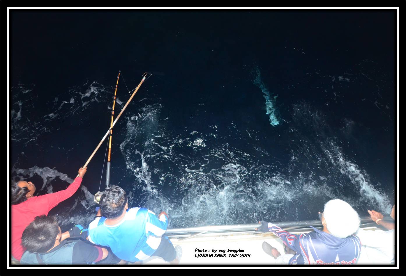 เวลาผ่านไปซักประมาณ 10 นาที เจ้าตัวใต้น้ำก็โผล่มาให้เราเห็นเป็นฉลามเสือ น้ำหนักกะประมาณซัก 70-80 กิโ