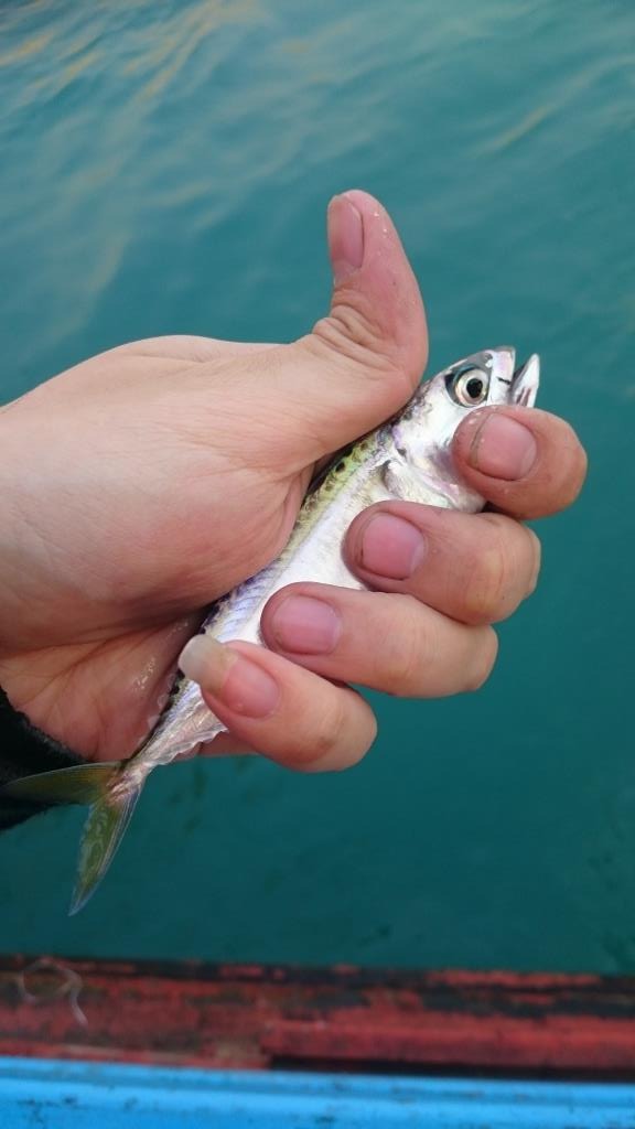 ลูกปลาทูผู้โชคดีถูกเลือกมาปล่อยลงทะเลครับ (แต่มีตะขอเกี่ยว)  เฝ้ากันต่อไป :cool: