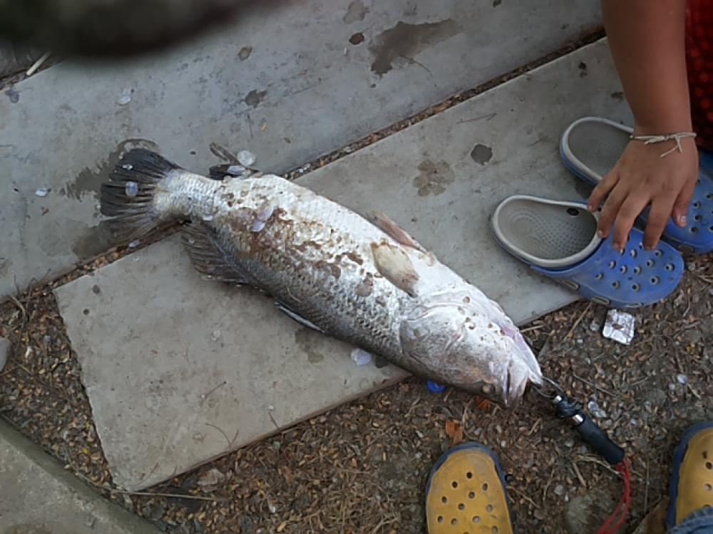 4.5 kg Baramundi fish (caught one) (missed 2)
rod -ryoko custom build 10-24lbs.
reel -stradic ci4 