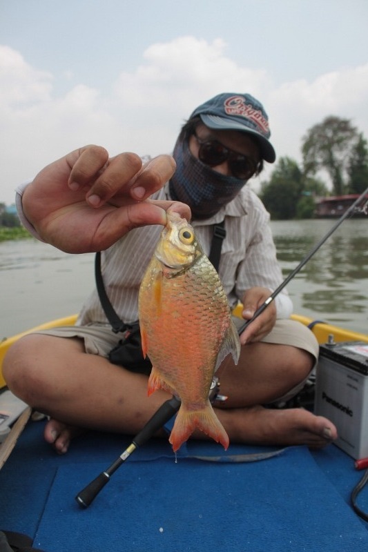 ก่อนจะหาทีหลบแดด.....รับประทานอาหารร้านสุดหรุกลางน้ำเจ้าพระยา..........สักครั้งครับ :cheer: :cheer: 